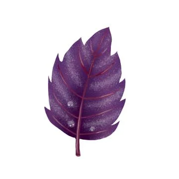 Illustration. Red Basil leaf on white background. Stock Illustration