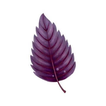 Illustration. Red Basil leaf on white background. Stock Illustration
