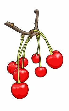 Illustration of a Red cherry fruit with tree stalk issolated on white  Stock Illustration