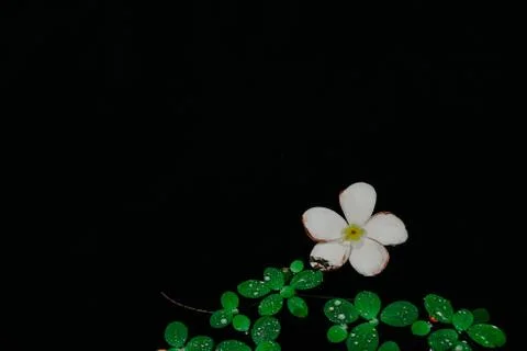 Illustration of a red flower and green leaves on a black background Stock Photos