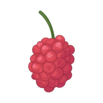Illustration of red raspberry Stock Illustration