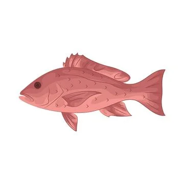 Illustration of red snapper Stock Illustration