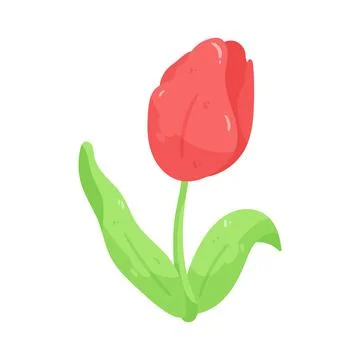 Illustration of red tulip Stock-Illustration
