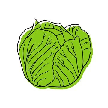 Illustration of a ripe cabbage in a linear style. Stock Illustration