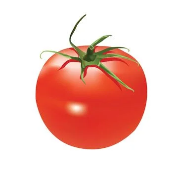 Illustration  of ripe tomato vector design on a white background Stock Illustration