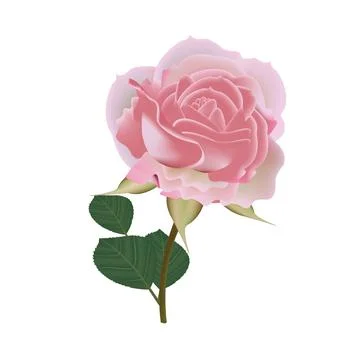 Illustration of rose flower vector design on a white background Stock Illustration
