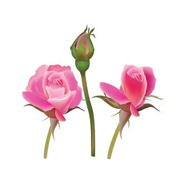 Illustration of rose flower vector design on a white background Stock Illustration