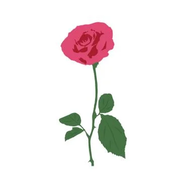 Illustration of a rose on a white background Stock Illustration