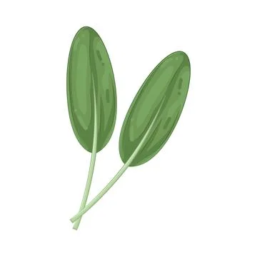 Illustration of sage leaf Stock Illustration