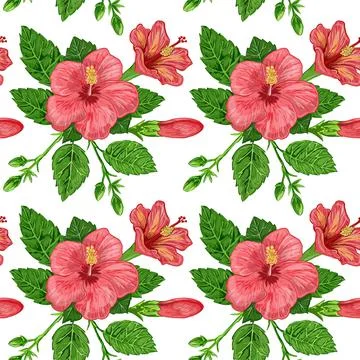 Illustration of a seamless pattern of hibiscus plants - flowers and leaves of a Stock Illustration