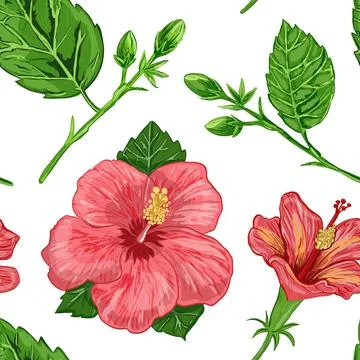 Illustration of a seamless pattern of hibiscus plants - flowers and leaves of a Stock Illustration