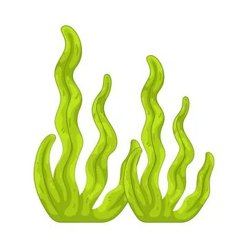 Illustration of Seaweed Stock Illustration