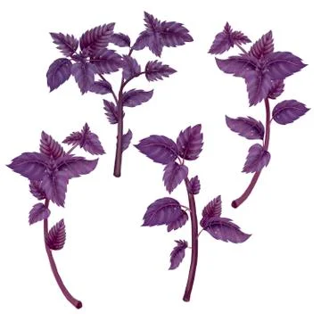 Illustration of set of branches of Basil Stock Illustration