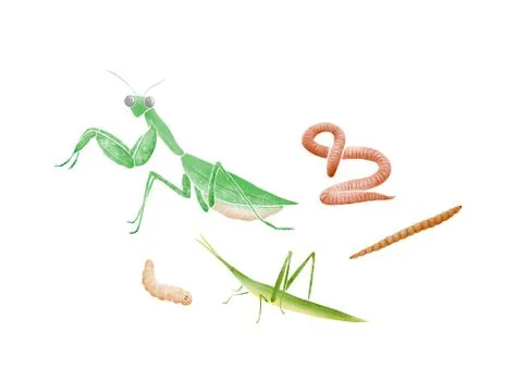 Illustration of a set of insects Stock Illustration