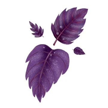 Illustration of a set of red Basil leaves Stock Illustration
