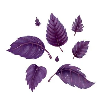 Illustration of a set of red Basil leaves Stock Illustration
