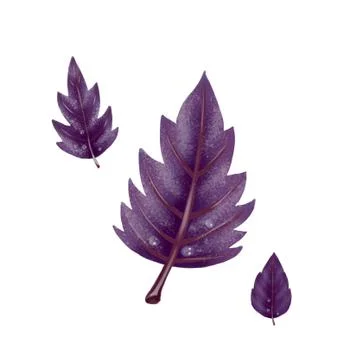 Illustration of a set of red Basil leaves Illustrazione stock