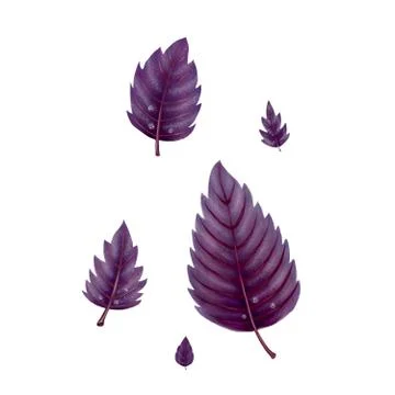 Illustration of a set of red Basil leaves Stock Illustration