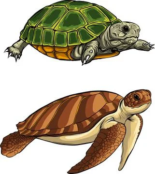 Illustration of set turtle in vector style Stock Illustration