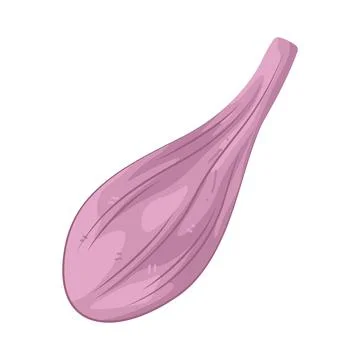 Illustration of shallot Stock Illustration