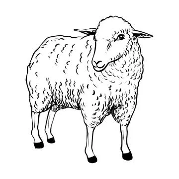 Illustration of Sheep - Vector Illustration Stock Illustration