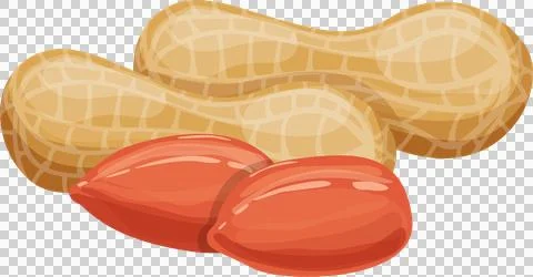 Illustration showcasing two peanuts, one shelled exposing two peanuts. Heal.. Stock Illustration