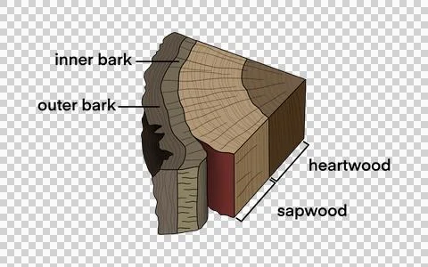 Illustration showing cross-section of a tree trunk with wood layers Stock Illustration