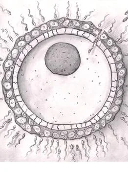 Illustration Showing Fertilization Process with Sperm and Human Egg. 스톡 일러스트
