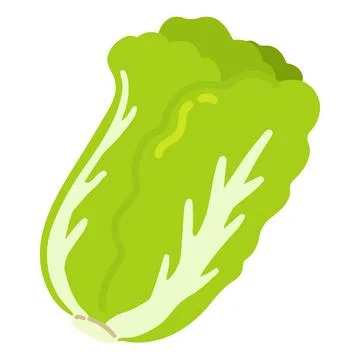 Illustration of simple flat colored Chinese cabbage leaves Stock Illustration
