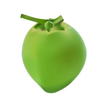 Illustration of a single green coconut vector design on a white background Stock Illustration