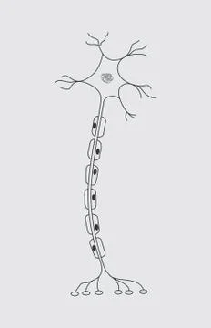 Illustration of a single neuron Stock Illustration