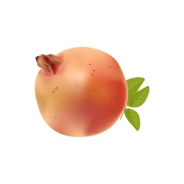 Illustration of single pomegranate vector design on a white background Stock Illustration