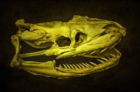 Illustration skeleton, python skull, skull, bones, anatomy, animals, Stock Illustration