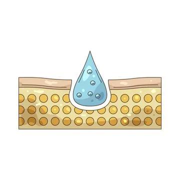 Illustration of skin hydration process Stock Illustration