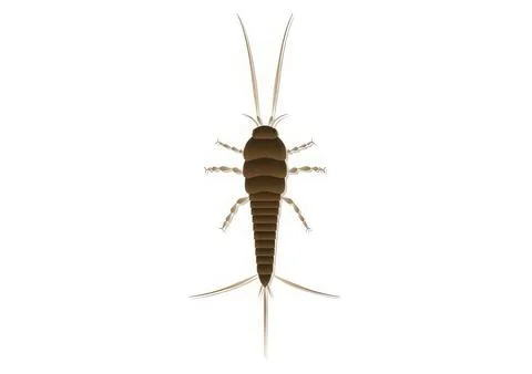Illustration of a small aquatic insect with long antennae イラスト素材