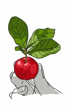 Illustration of small red fruit held in hand issolated on white  Stock Illustration
