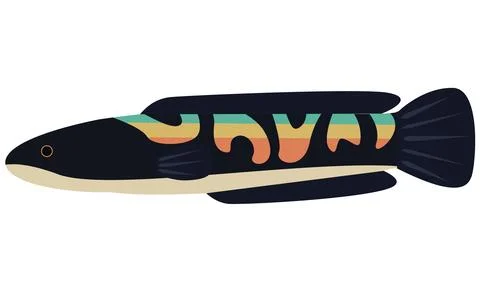 Illustration of Snakehead fish Channa Mircropeltes on isolated white background. Stock Illustration