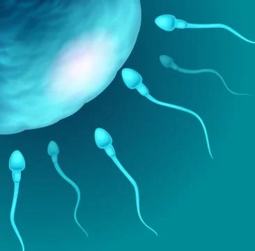 Illustration of sperms going to the ovule. Image concept of fecundation. Stock Illustration