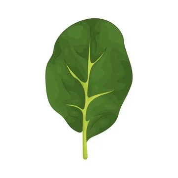Illustration of Spinach Stock Illustration