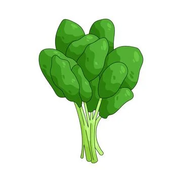 Illustration of Spinach Stock Illustration