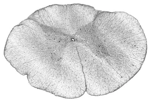Illustration: Spinal cord - cross section Stock Illustration