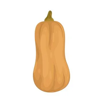 Illustration of Squash Stock-Illustration
