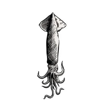 Illustration of squid hand drawing Stock Illustration
