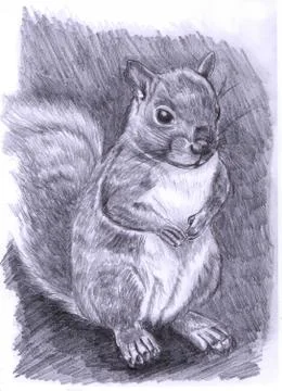 Illustration-Squirrel Illustrazione stock