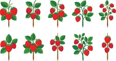 Illustration of strawberry and raspberry plants with fruits and leaves. Stock Illustration