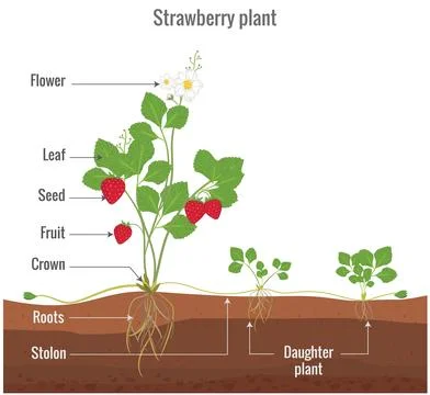 Illustration of a strawberry plant, featuring the process of asexual reproductio Illustrazione stock
