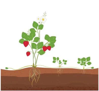 Illustration of a strawberry plant, featuring the process of asexual reproductio Illustrazione stock