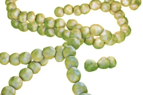 Illustration of streptococcus bacteria Illustrazione stock