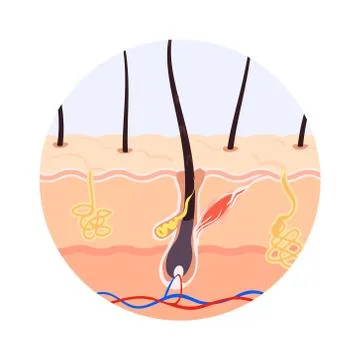 Illustration of the structure of the hair root Stock Illustration