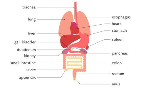 Illustration of the structure of the human body, internal organs (organs) onl Stock Illustration